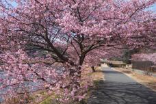 184869_1.jpg  : 449 KB