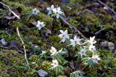 184884_1.jpg  : 113 KB