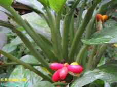 184908_2.jpg  : 48 KB