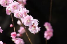 184926_1.jpg  : 80 KB