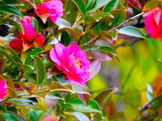 184952_1.jpg  : 148 KB