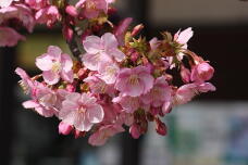 184957_1.jpg  : 120 KB