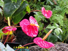 184979_1.jpg  : 68 KB