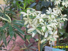 184979_3.jpg  : 64 KB