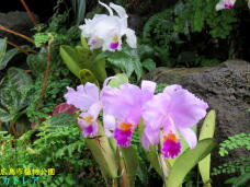 184995_1.jpg  : 70 KB