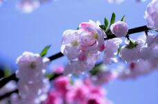 185003_2.jpg  : 68 KB