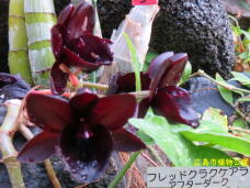 185012_3.jpg  : 63 KB