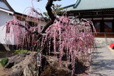 185045_1.jpg  : 151 KB