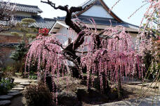 185045_2.jpg  : 161 KB