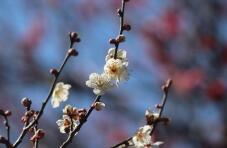 185066_1.jpg  : 23 KB