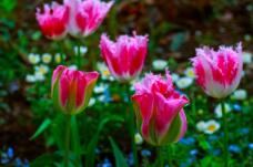 185081_1.jpg  : 100 KB