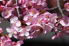 185086_1.jpg  : 155 KB