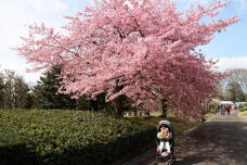 185098_2.jpg  : 138 KB