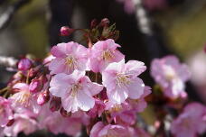 185104_1.jpg  : 110 KB