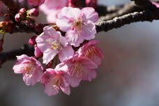 185104_2.jpg  : 112 KB