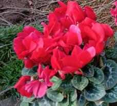 185134_1.jpg  : 61 KB