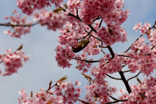 185137_2.jpg  : 99 KB