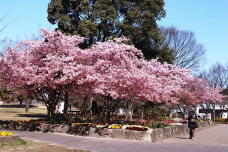 185142_1.jpg  : 244 KB