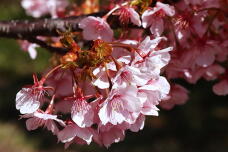 185142_2.jpg  : 122 KB