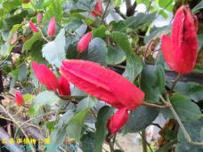 185161_3.jpg  : 70 KB