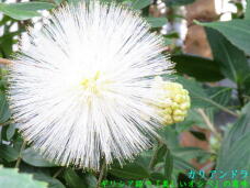 185173_1.jpg  : 63 KB