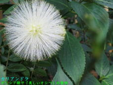 185173_3.jpg  : 59 KB