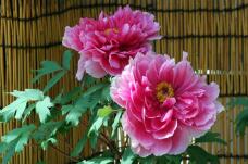 185175_3.jpg  : 77 KB