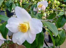 185179_1.jpg  : 40 KB