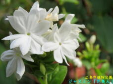 185189_1.jpg  : 33 KB