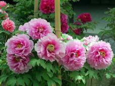 185193_1.jpg  : 143 KB