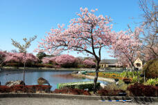 185197_2.jpg  : 134 KB