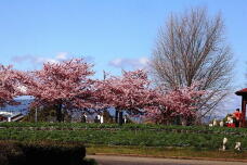 185199_1.jpg  : 196 KB