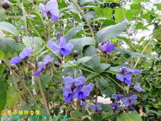 185202_2.jpg  : 91 KB