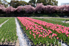 185209_1.jpg  : 168 KB