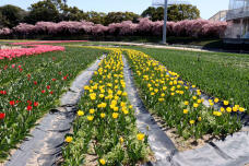 185209_2.jpg  : 162 KB