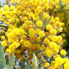 185215_1.jpg  : 130 KB