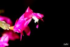 185219_10.jpg  : 26 KB