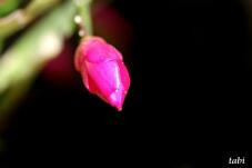 185219_2.jpg  : 21 KB