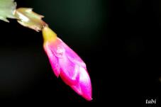 185219_3.jpg  : 17 KB