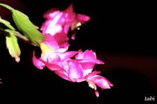 185219_8.jpg  : 29 KB