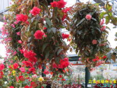 185220_3.jpg  : 95 KB