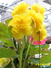 185228_2.jpg  : 53 KB