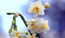 185231_3.jpg  : 59 KB