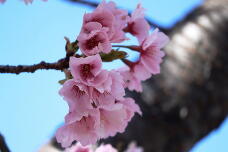 185239_1.jpg  : 78 KB