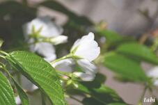 185243_10.jpg  : 34 KB