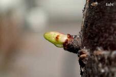 185243_4.jpg  : 32 KB