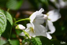 185243_8.jpg  : 34 KB