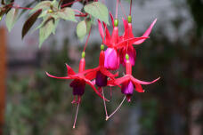 185249_1.jpg  : 49 KB