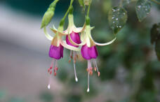 185249_2.jpg  : 38 KB