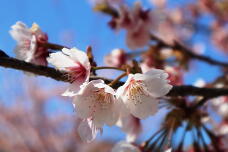 185277_3.jpg  : 88 KB